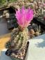 Preview: Thelocactus bicolor ssp. schwarzii
